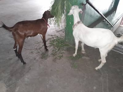 2 Dant Jori