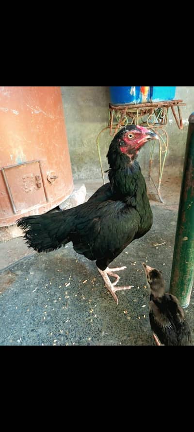 aseel female