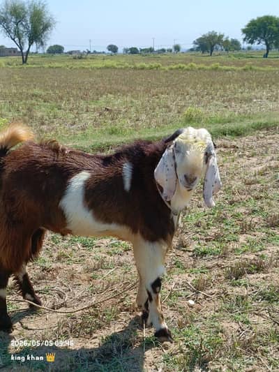 qurbani k bkry