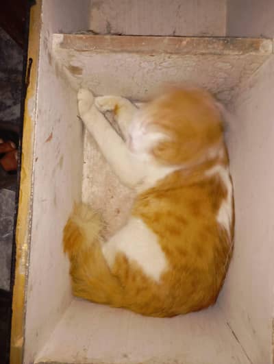 price in 7.000 cat is very intelligent cat 03035428340