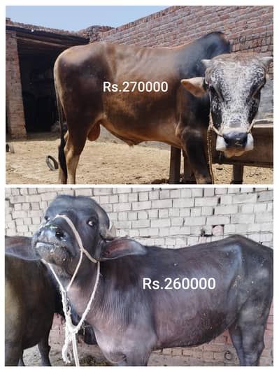 Cow/bachraa/katta/bull/qurbani animal/eid-ul-adha 2026/for sale