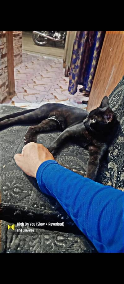 cute and healthy cat for sale.
