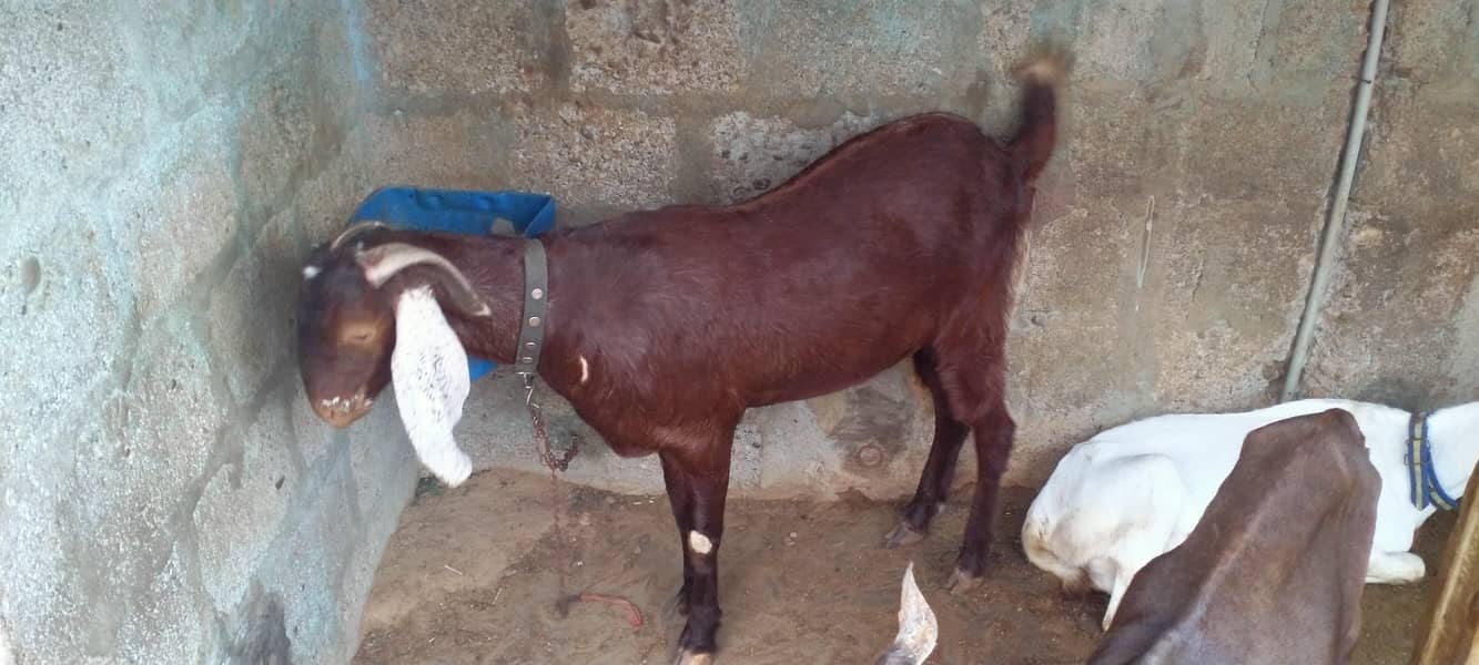 goats 0