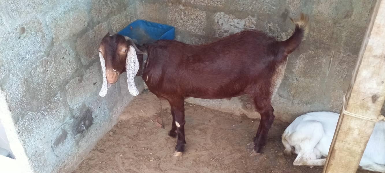 goats 1
