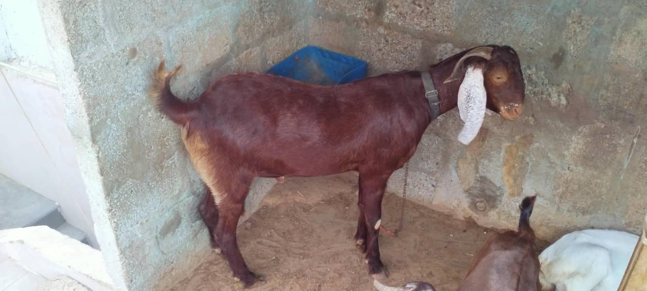 goats 2