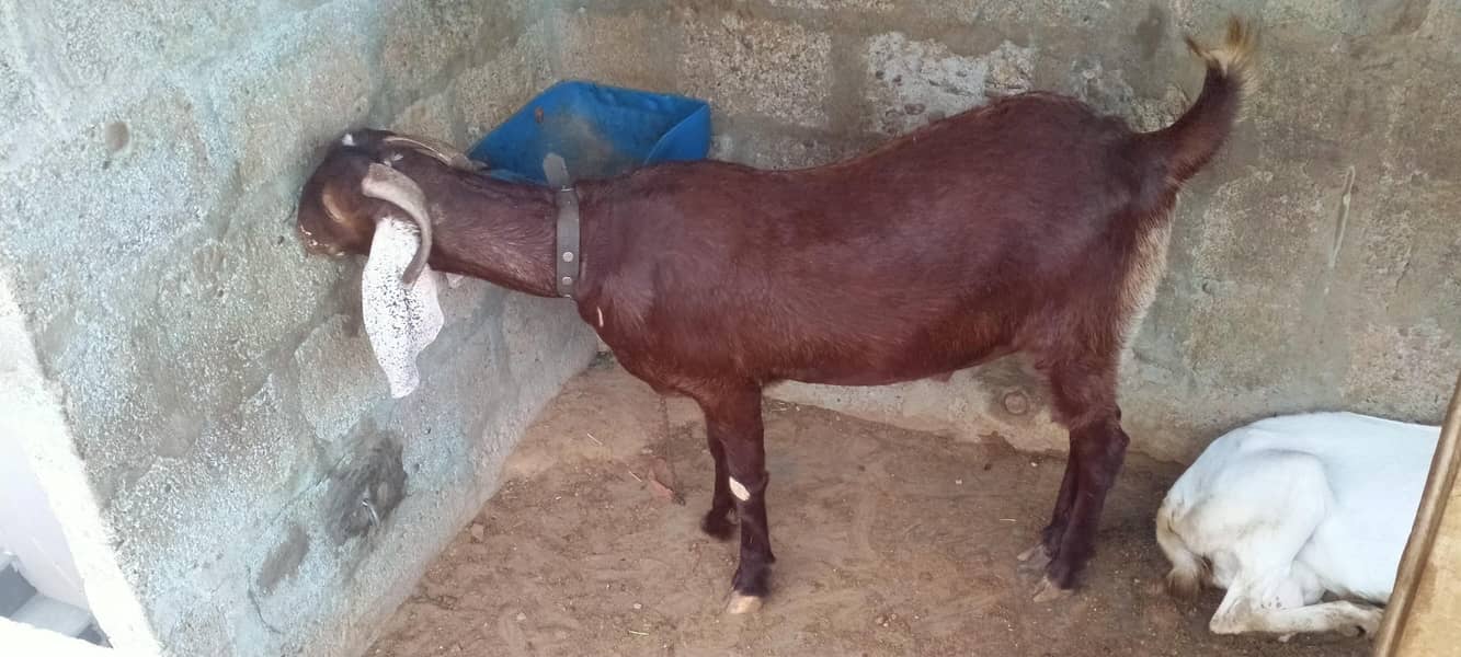 goats 3