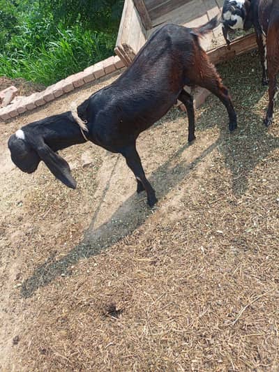 Qurbani Ka Bakra For Sale