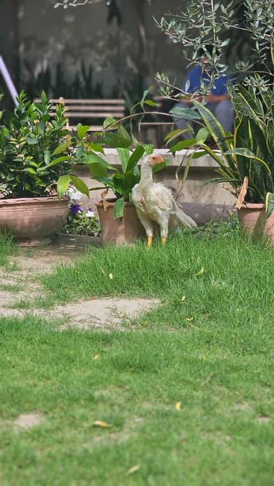 Indian Parrot beak | Parrot beak Male | Tamilnado