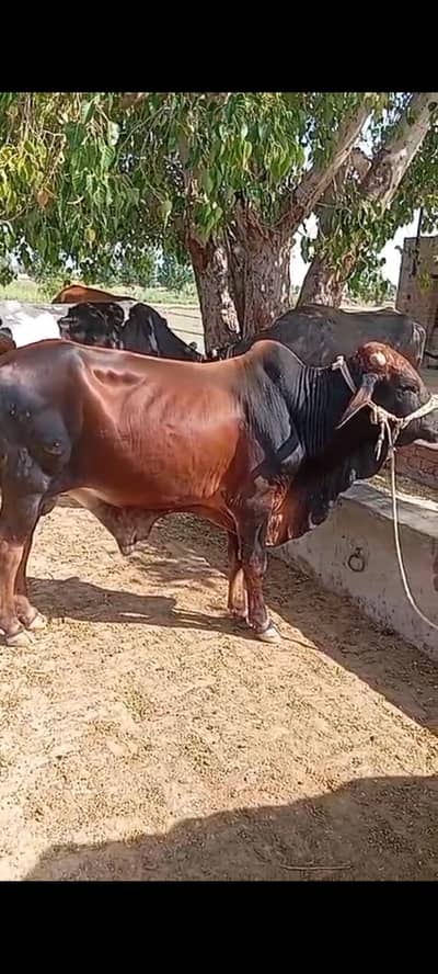 Qurbani Bull & Bachray Available