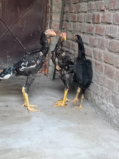 SHAMO FOR SALE