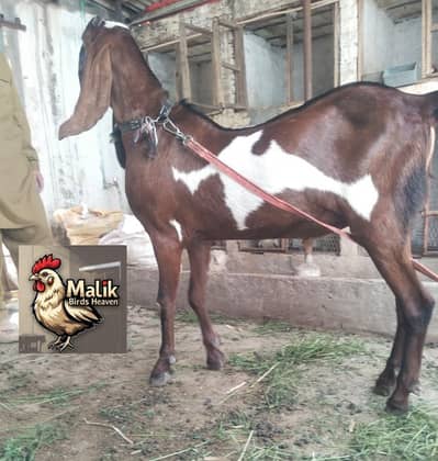 bakra | Nagra bakra | khassi  bakra |  qurbani 2026 | desi bakra