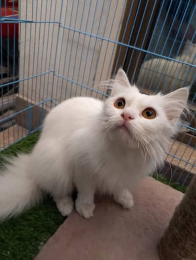 American Female Cat home breed. Contact Number #03224915943