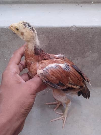 best aseel chick available ha