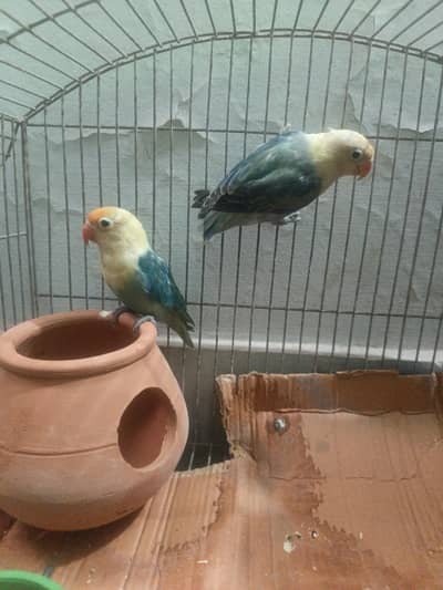 ParBlue Opaline Pale Fallow Breeder Lovebird Pair