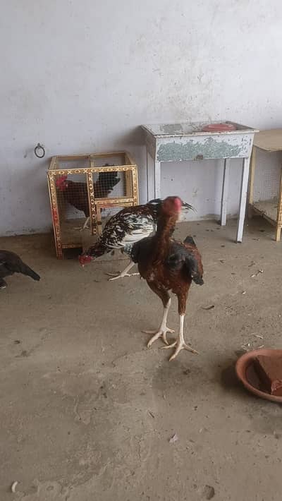 Aseel Hen 2 male 4 female