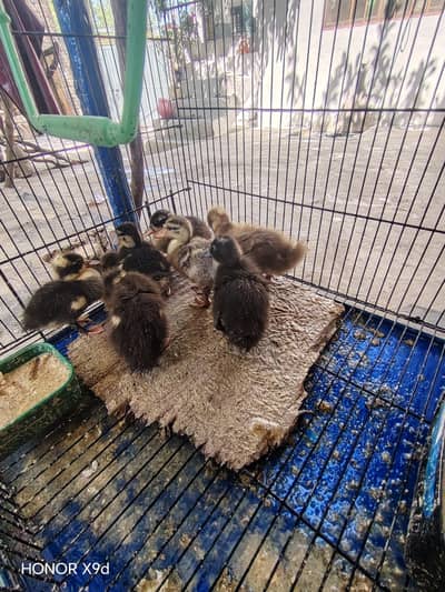 ducks 03135484283