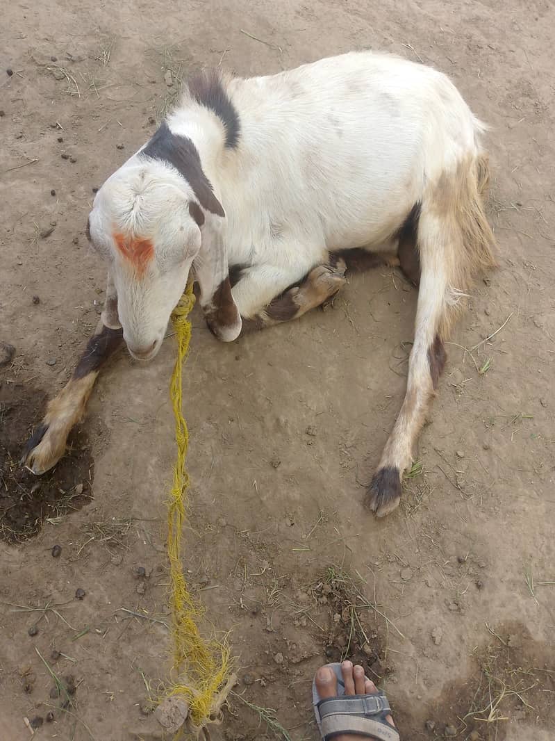 Donda bakra 0