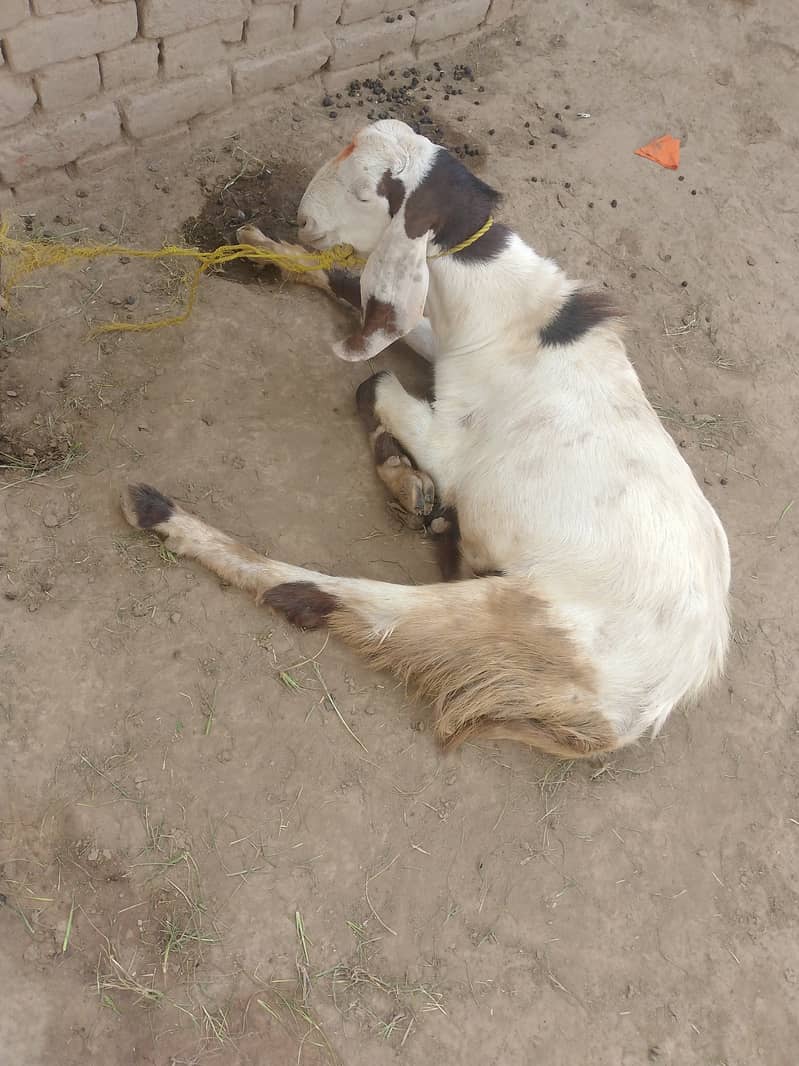 Donda bakra 1