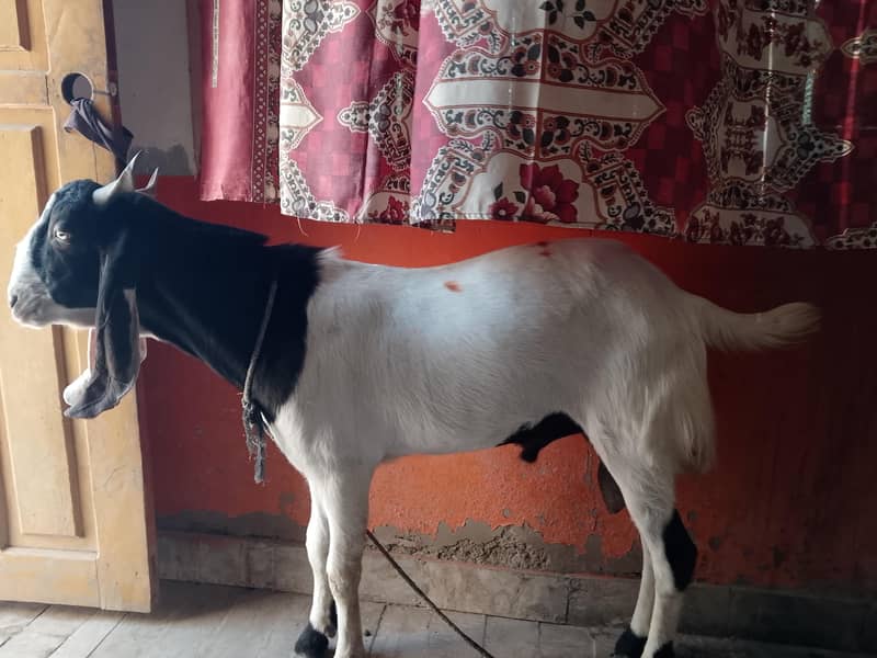 Bakra 0