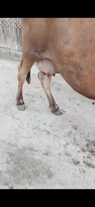 cow with female calf