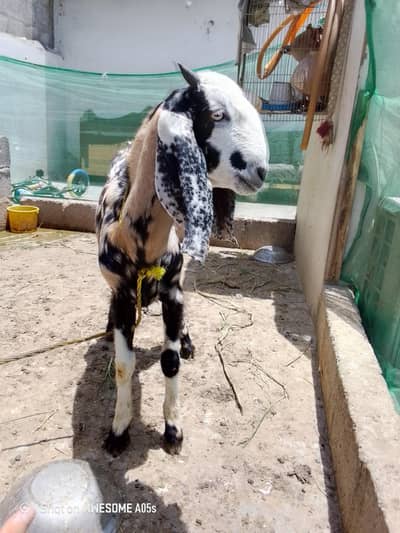 Male Goat