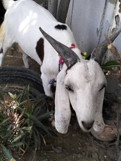 2 daant ka khasi bakra for qurbani