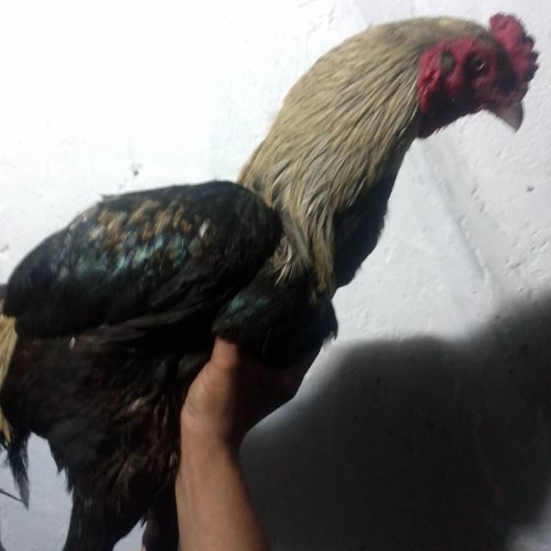 aseel java 1