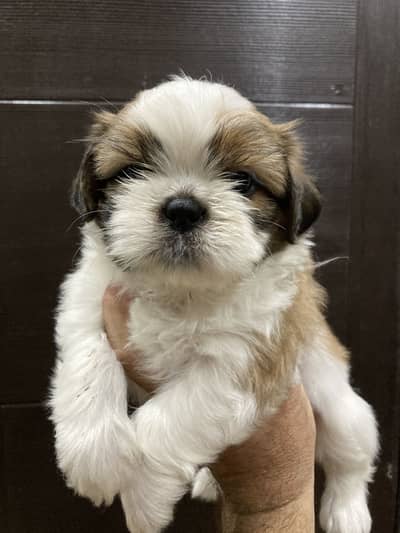 Shih tzu Premium Quality Puppy for Sale -champion bloodline