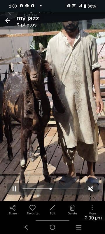 qurbani ka bakre khase