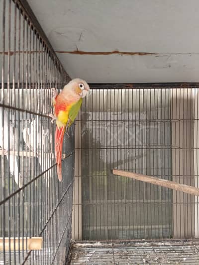 pineapple cunore female pair