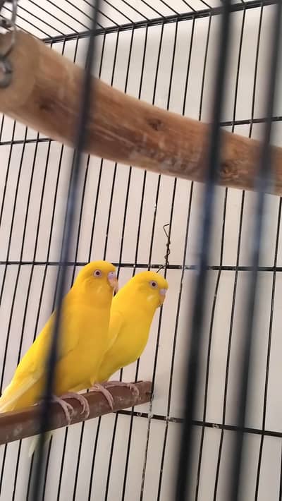 Australian red eye breeder pair with cage