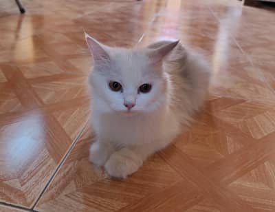 White Persian Cat