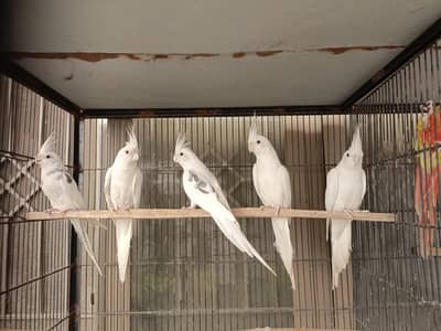 cockatiel parrots birds pair