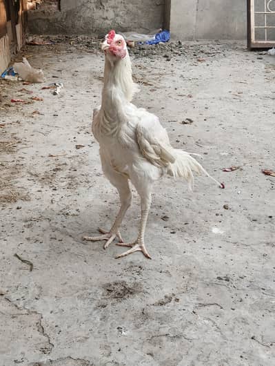 Heera Aseel Chicks & Eggs for sale