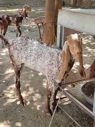 2 female goats (pathh) for sale