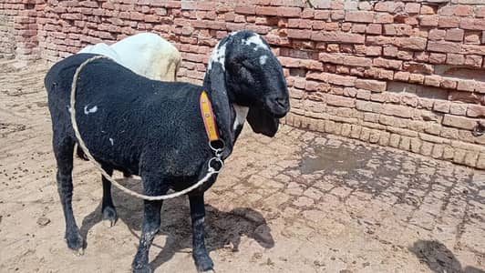 Premium Home-Raised Chhatra for Sale | Fresh 2 Teeth | 55–60 KG Live