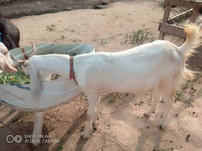 makhi cheni | Ranpuri Goat | Desi Goat | Qurbani 2026 |6 dant |