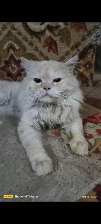Persian Male Cat For Sale