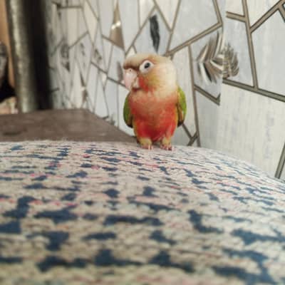 FULL HIGH RED FACTOR TAMED PIECE