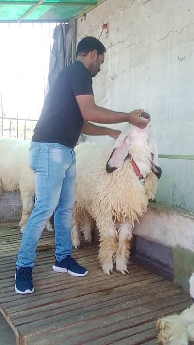 kajla chatra jori fresh 2 dant