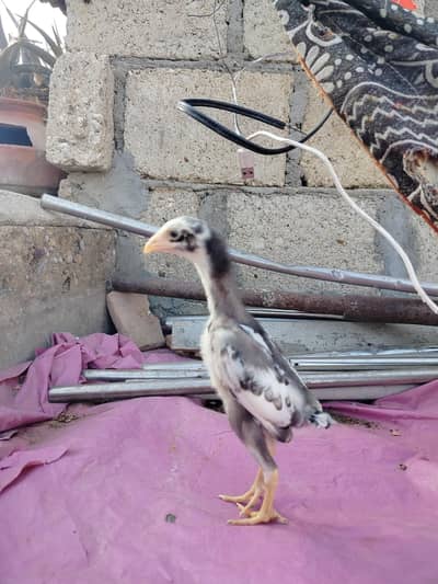 Pure Fighter Bloodline Shamo Chicks- Coco Color