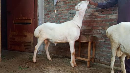 dumba for sale
