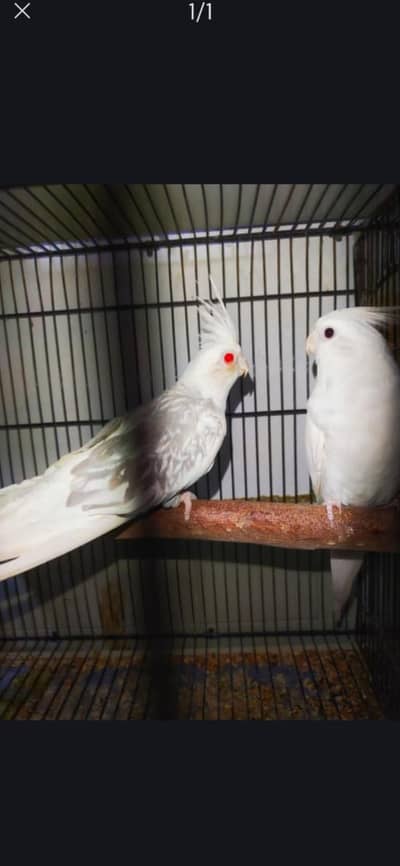 male split white female fellow line red eyes