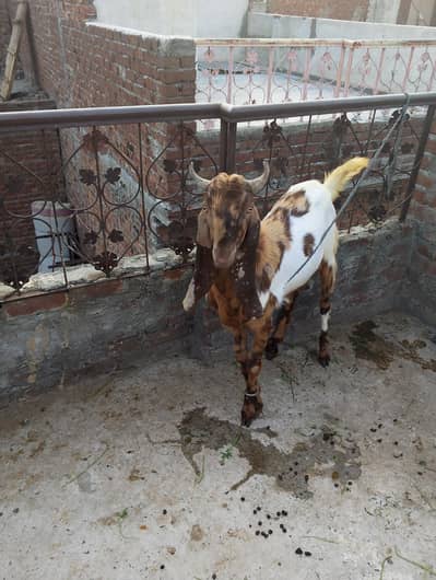 Bakra