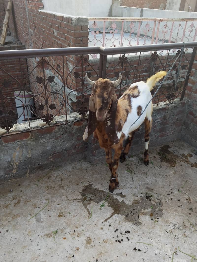 Bakra 0