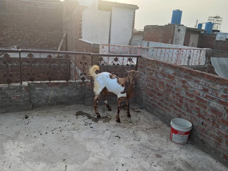 Bakra 1