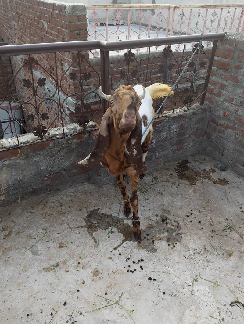 Bakra 2
