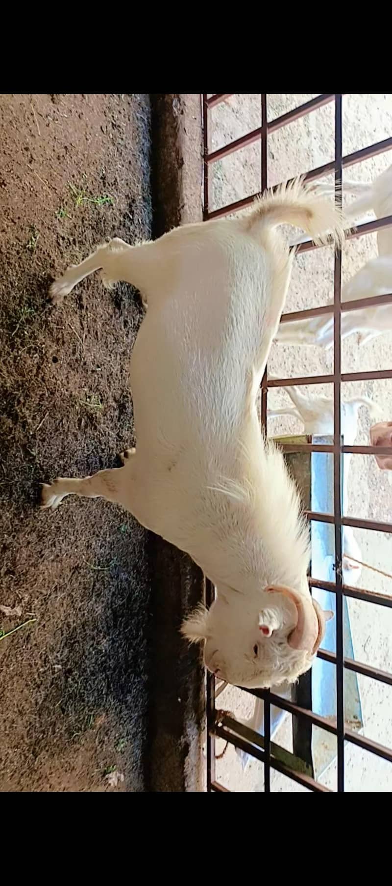 Teddy bakra 1