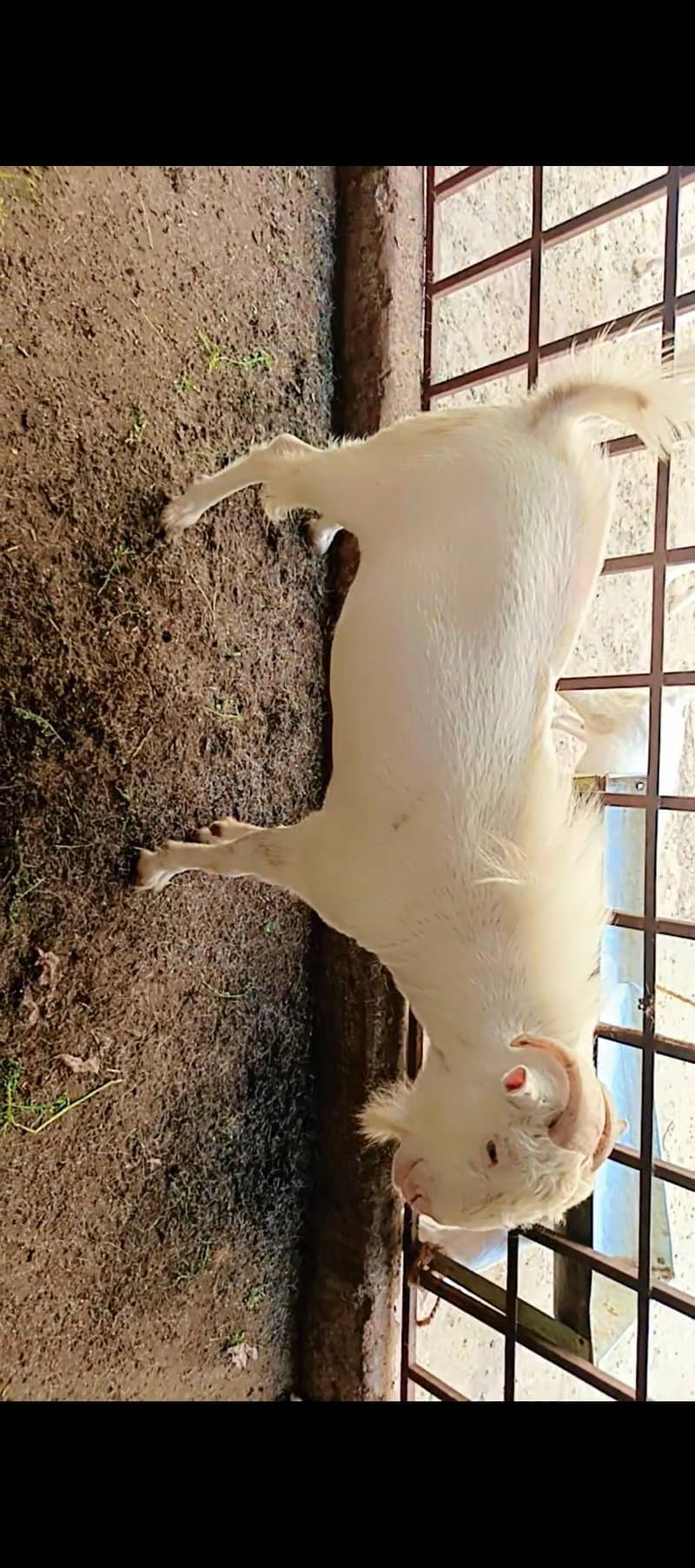 Teddy bakra 2
