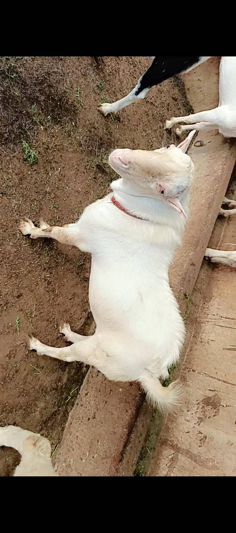 Teddy bakra 3